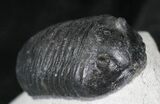 Very D Wenndorfia Trilobite - #27569-5